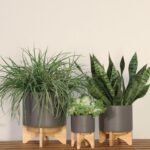 set-3-matte-gray-ceramic-planters-wood-stands.jpg